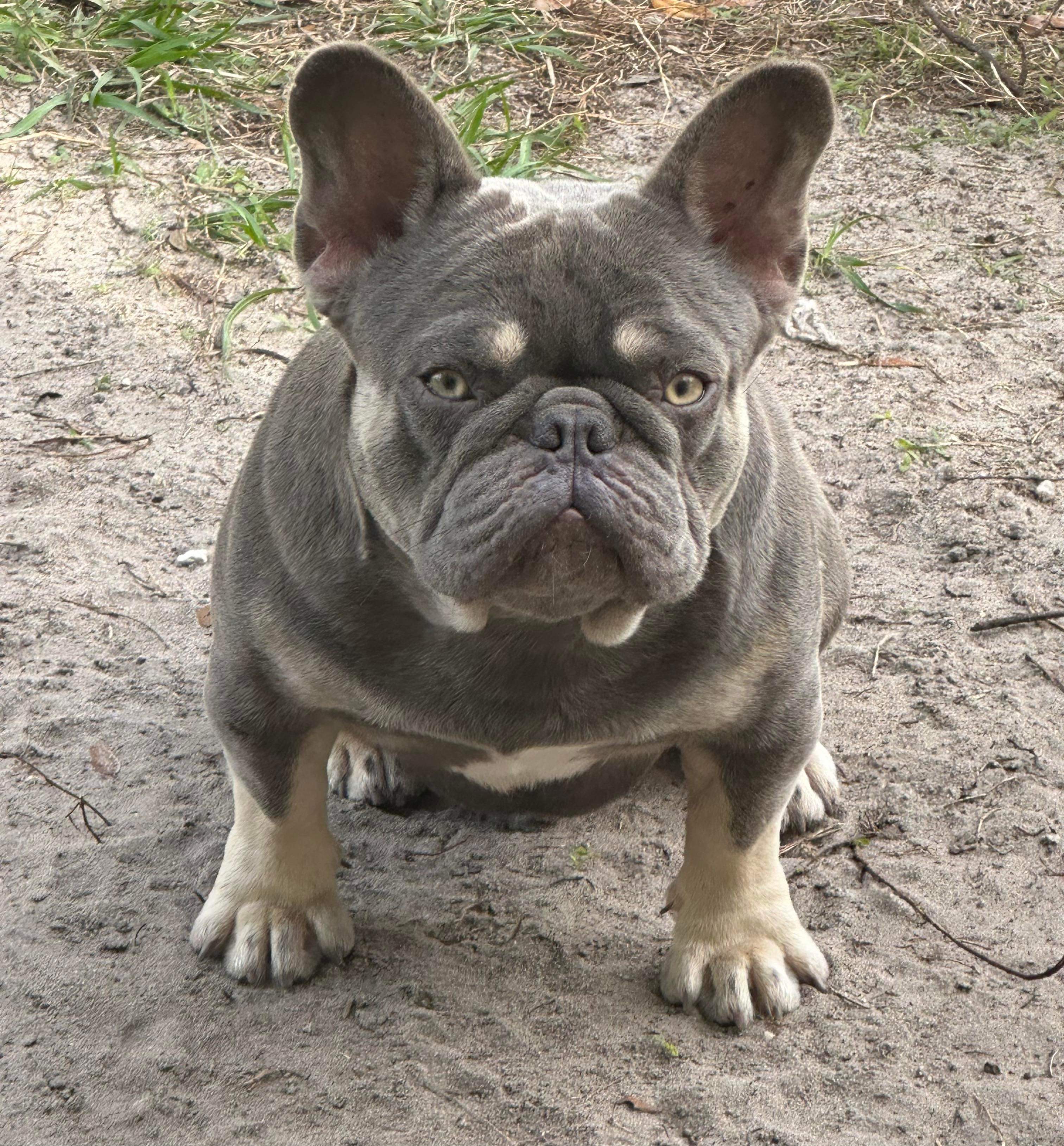 Blue and Tan French Bulldog adult