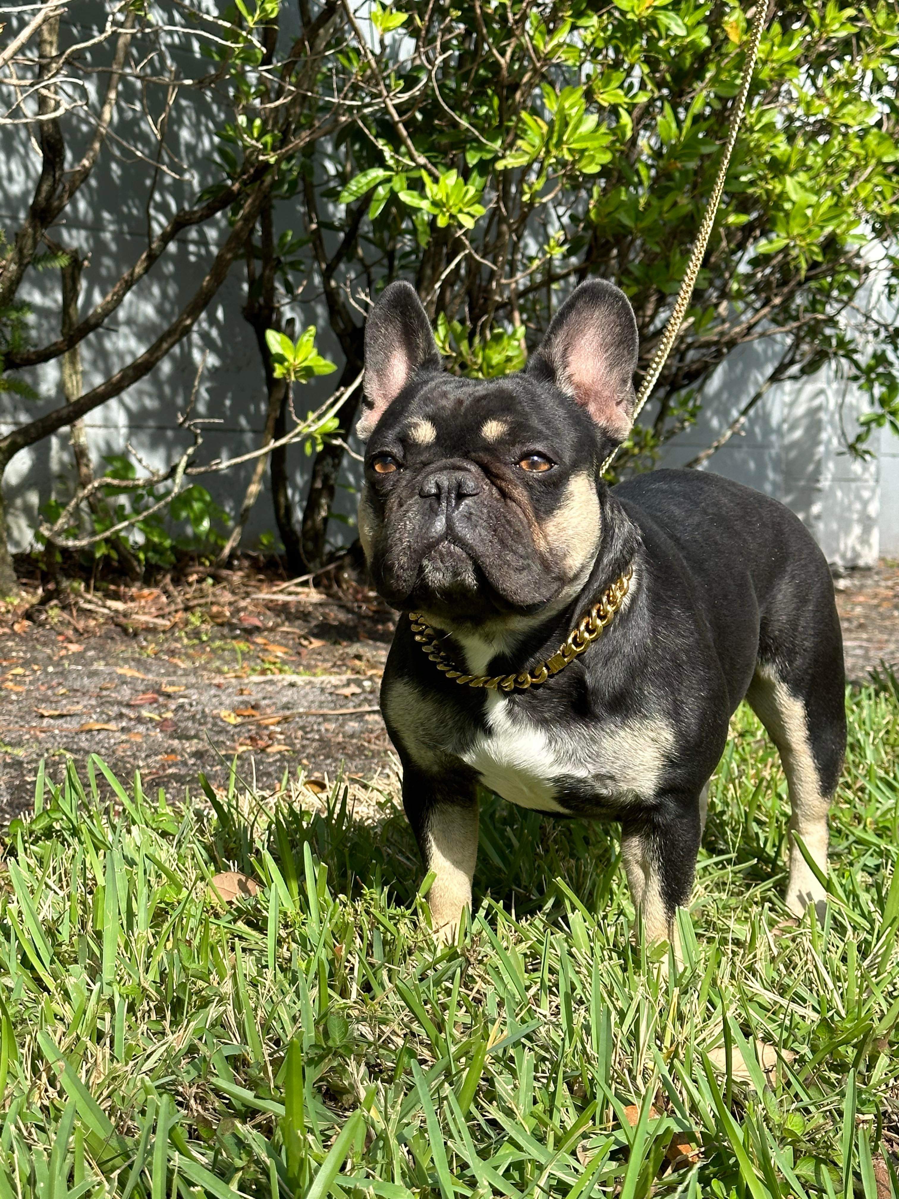 Black and Tan French Bulldog adult