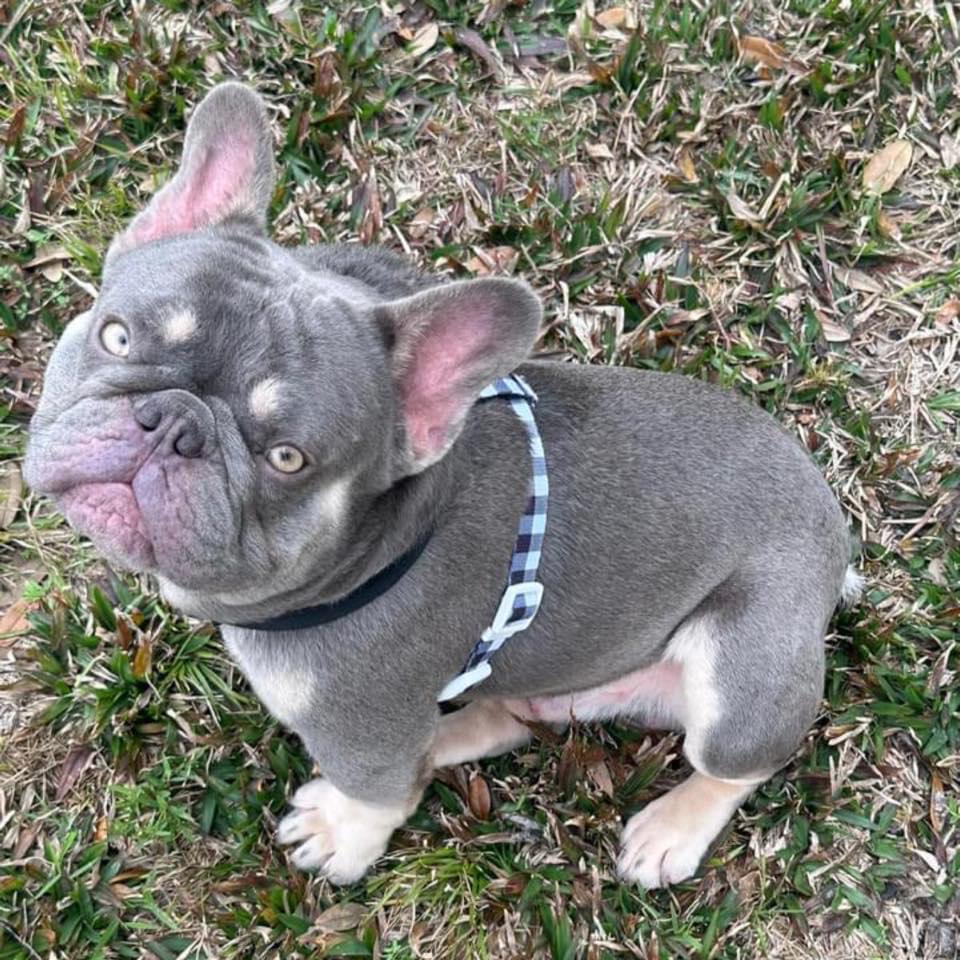 Lilac and Tan French Bulldog adult
