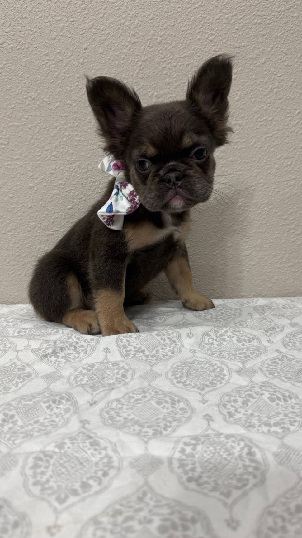 Blue and Tan Fluffy French Bulldog puppy
