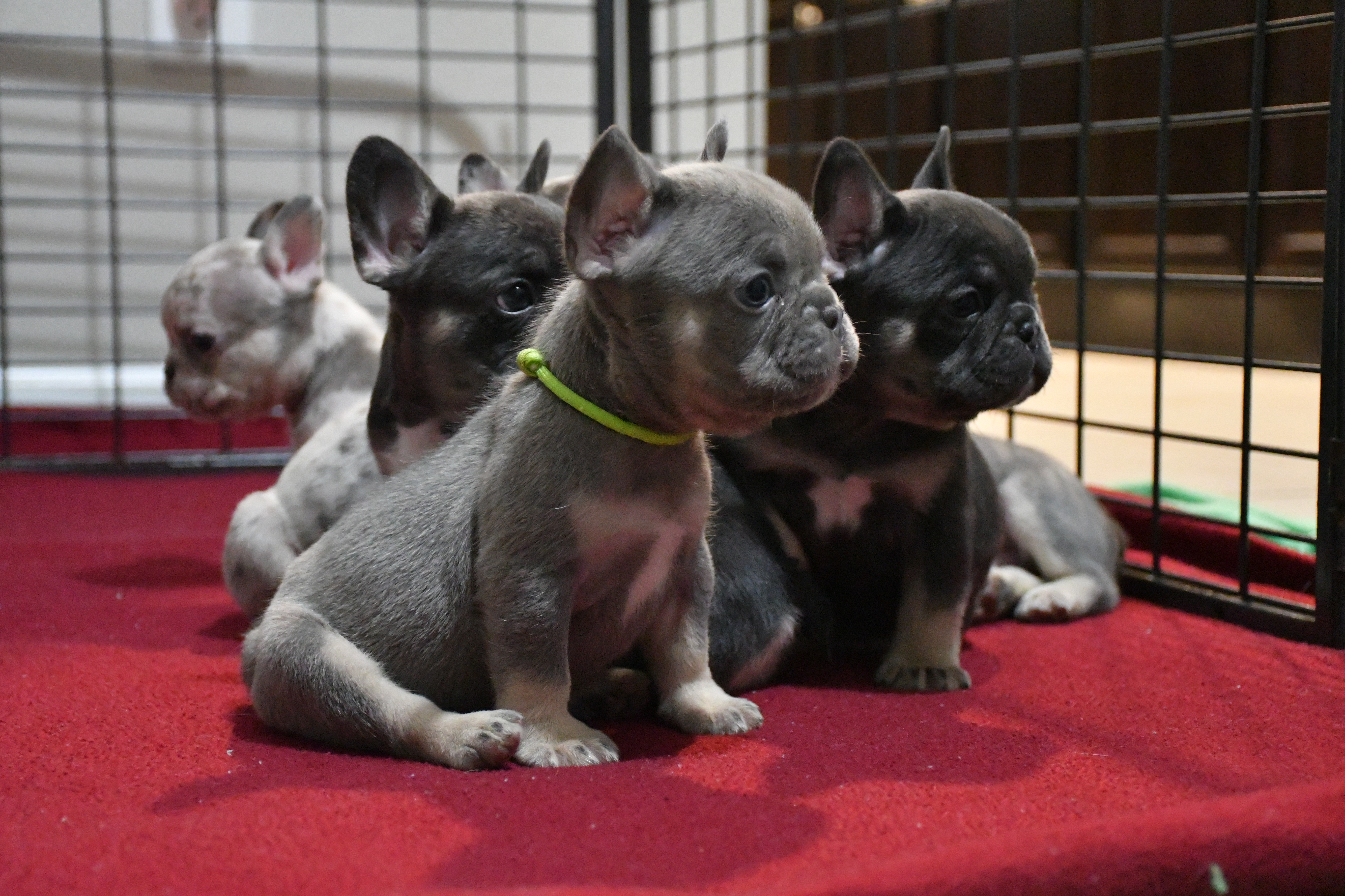 Breeder with French Bulldog