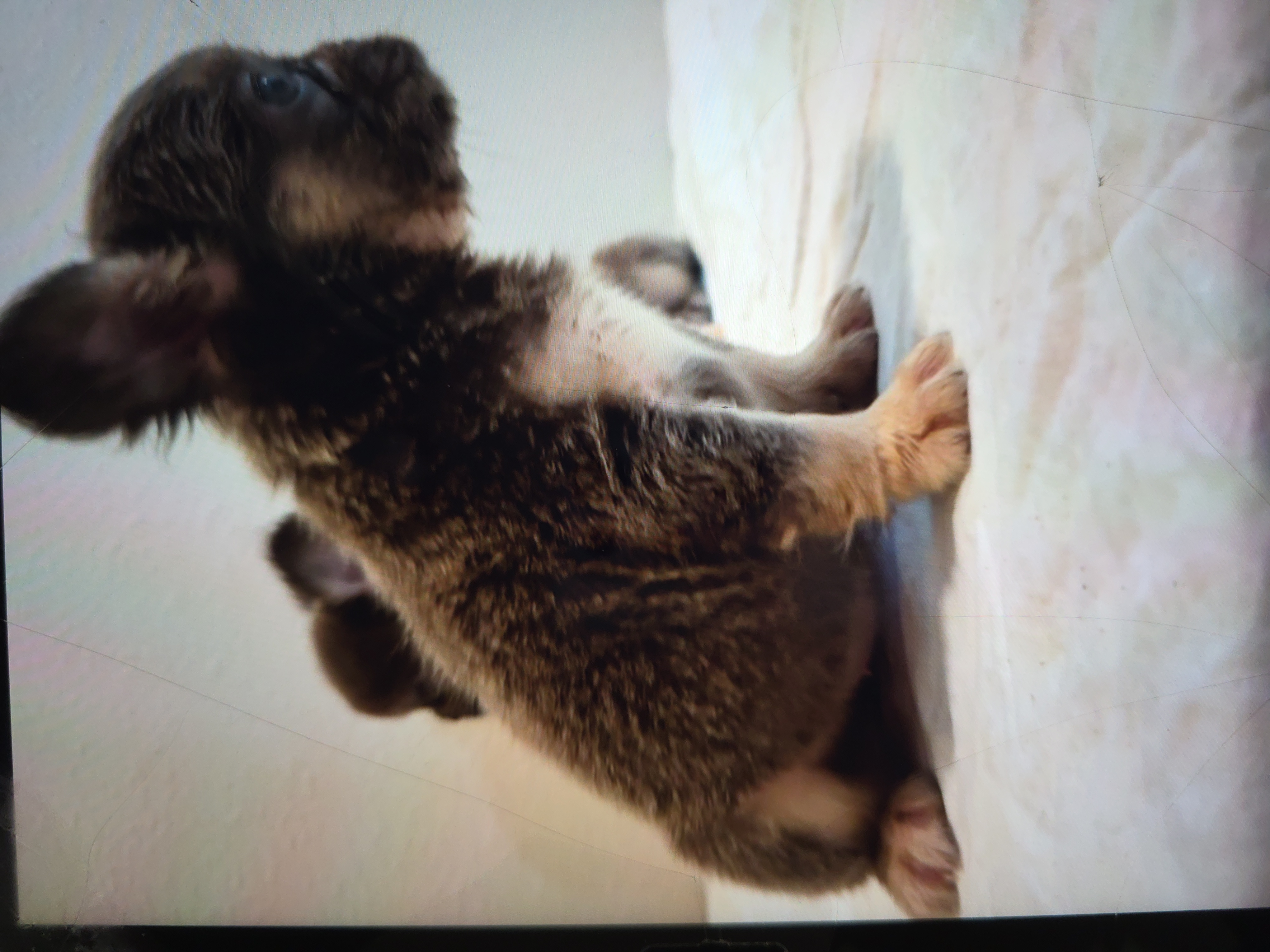 Full Fluffy Lilac and Tan French Bulldog puppy