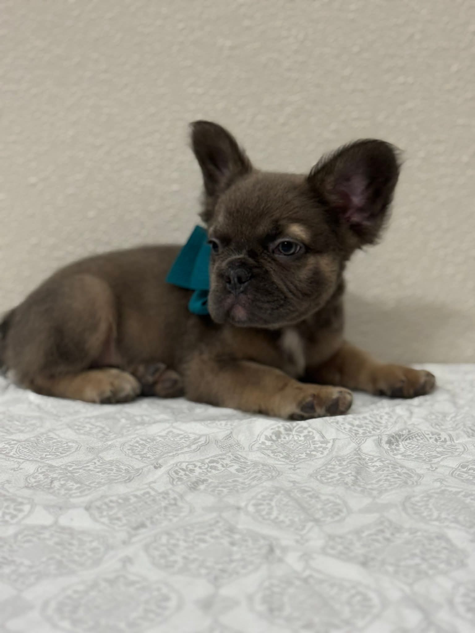 Full Fluffy Blue Fawn French Bulldog puppy